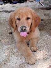 Golden Retriever Puppy