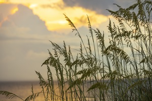 Sunrise and Sea Oats